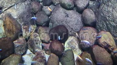 在海藻石的背景下观看海底游泳鱼。 生态、海洋生物